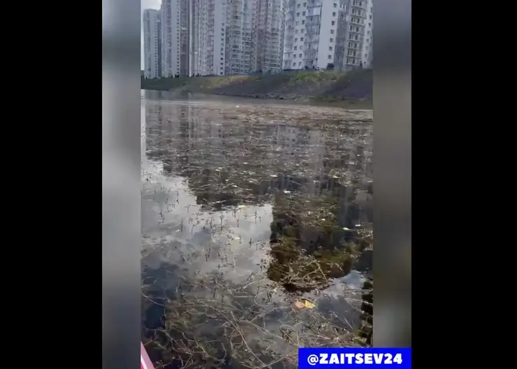 В Красноярске вновь зацвела вода в Абаканской протоке