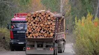 Предприниматель из Красноярского края незаконно вывез леса на 9 миллионов рублей