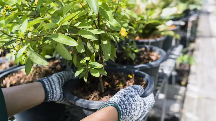 Россельхознадзор одобрил экспорт более 10 тысяч саженцев из Иркутской области и Бурятии в Монголию