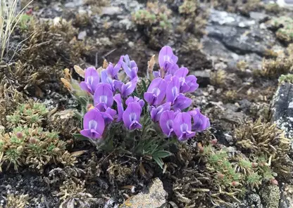 Ученые разработали цифровую базу для охраны флоры Байкала