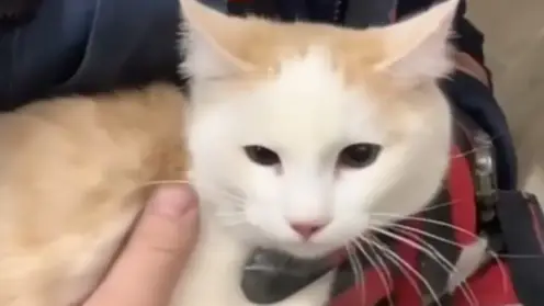 Операция  «Сеня»: новосибирские спасатели спасли кота, застрявшего под ванной