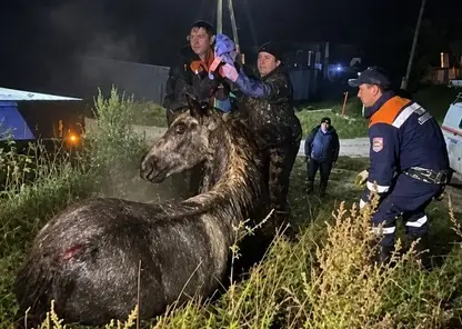 Провалившегося в колодец коня вытащили в Шушенском округе