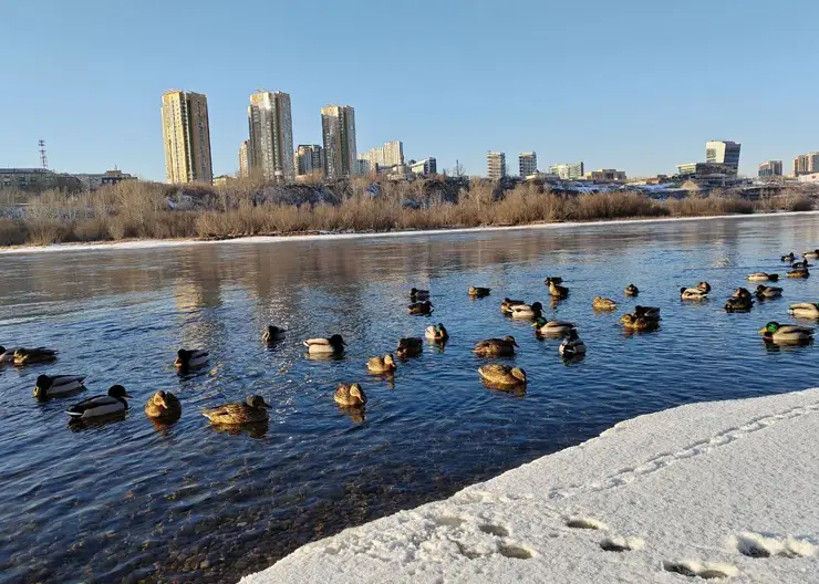 Последний день марта в Красноярске будет пасмурным и теплым