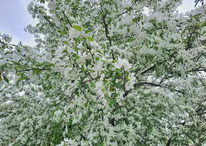 Без дождя. Прогноз погоды на вторник в Красноярске