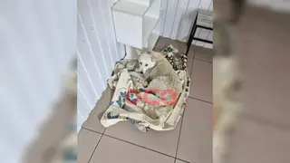 Полиция Ачинска обнаружила живодера, жестоко избившего бездомного щенка