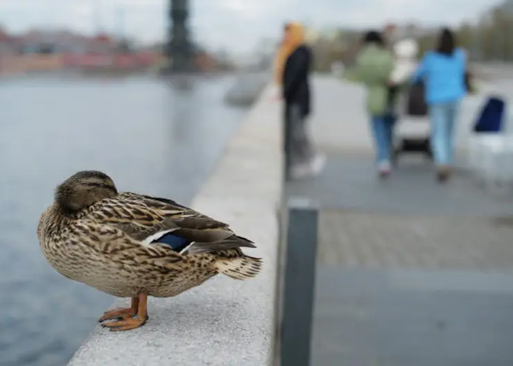 В выходные в Красноярске похолодает до +3 градусов