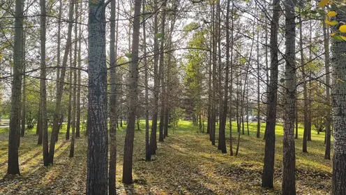 Красноярск встретит первую пятницу октября по-осеннему прохладной погодой