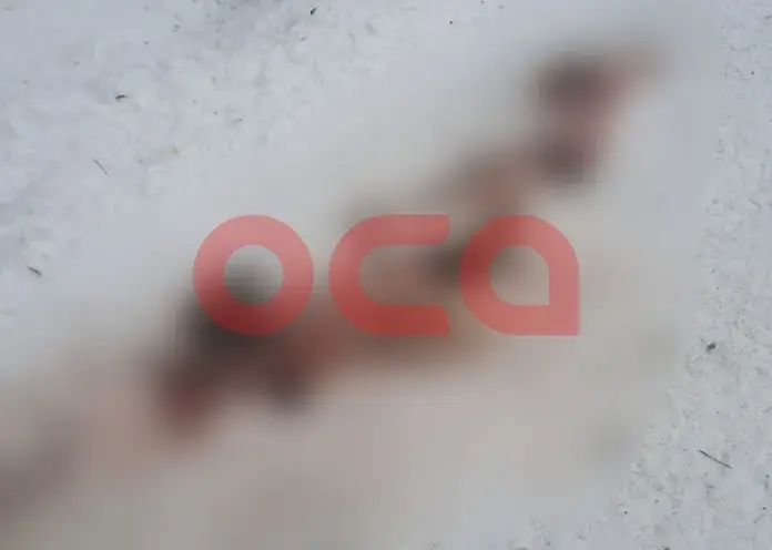 Свора бродячих собак растерзала косулю прямо в деревне под Ачинском