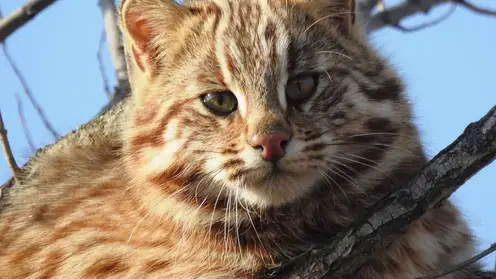 Редкого лесного кота засняли на дереве в Приморье