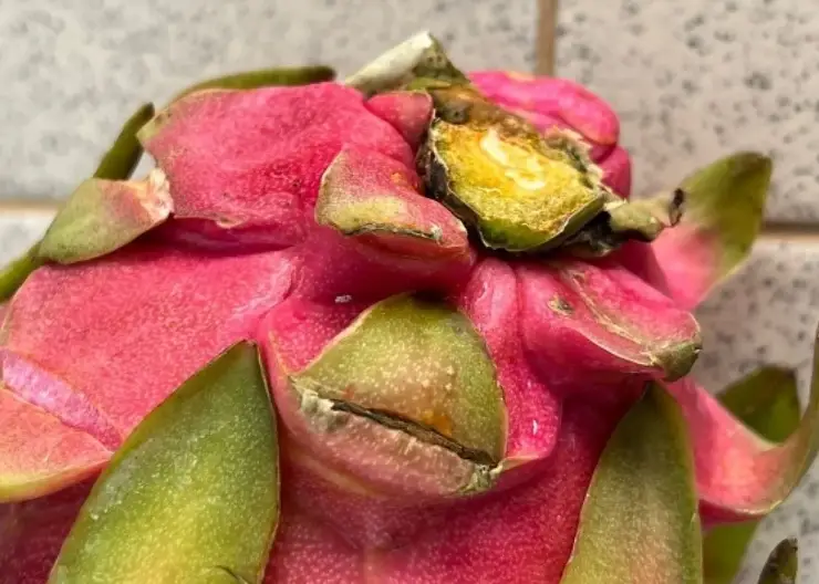 В Красноярск привезли 147 тонн зараженных продуктов