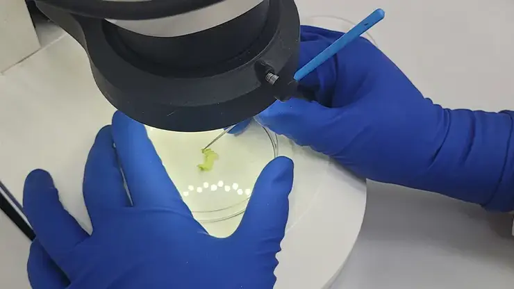 Красноярские специалисты нашли вредителя в импортной капусте