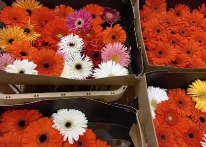 47 тонн свежих цветов завезли в Красноярский край к 1 сентября