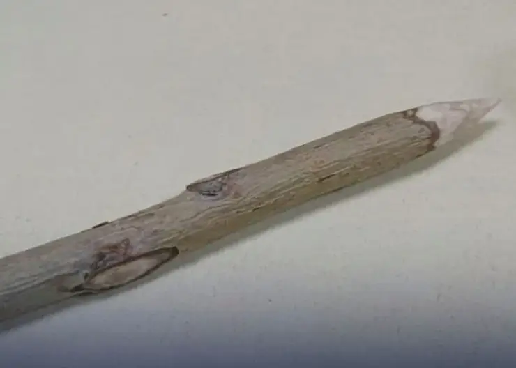 Жительница Омска пришла в суд с осиновым колом