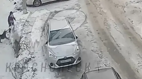 В Красноярске во дворе дома на Свердловской собака напала на ребенка