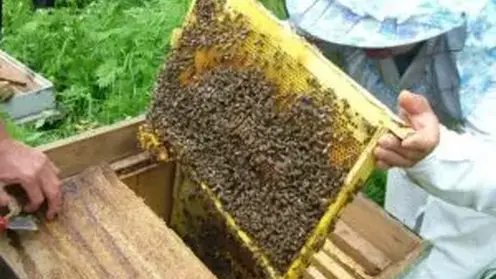 Россельхознадзор обнаружил незарегистрированных пчел в Саяногорске