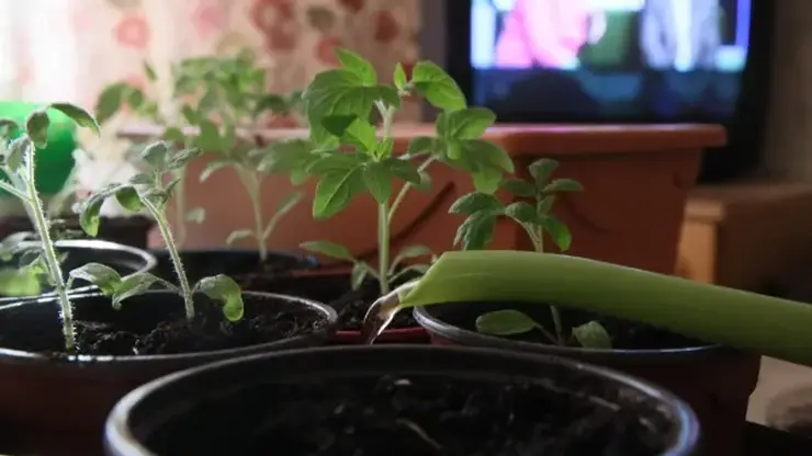 Учёные назвали топ-5 растений для зимнего огорода в квартире — от огурцов до ананаса