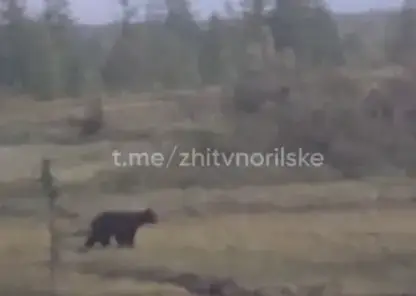 В Норильске медведь испугался мужчину