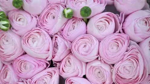 Красноярск вошел в десятку лидеров рейтинга миллионников по стоимости букета к 8 Марта