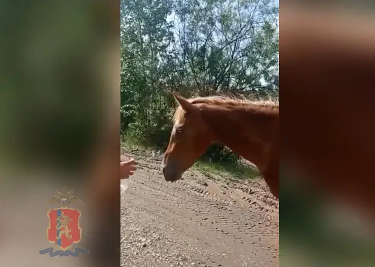 Полиция Железногорска помогла вернуть хозяину сбежавшую лошадь