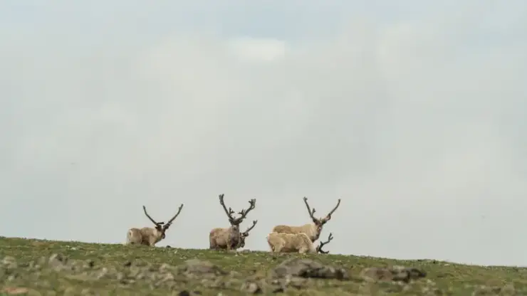 Ученые на Байкале ищут способ спасти исчезающих северных оленей