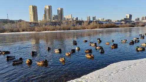 Последний день марта в Красноярске будет пасмурным и теплым