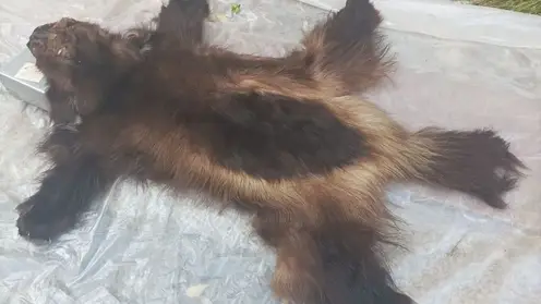 В Красноярске продают шкуру росомахи без документов