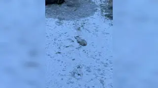 Четырехлетний мальчик утонул в реке в Хакасии