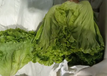 В Красноярском крае предотвратили ввоз 1,3 т зараженных овощей