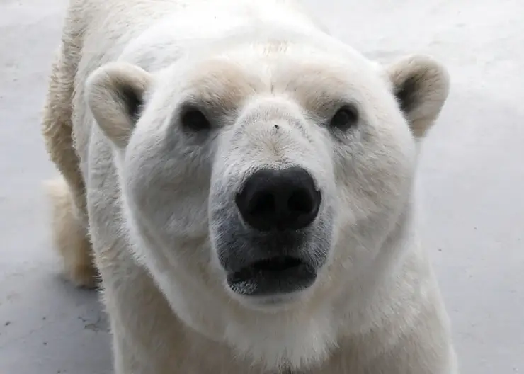 На севере Якутии специалисты нашли около 60 белых медведей