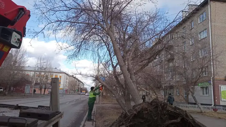Красноярцев попросили сообщать о поваленных деревьях и дорожных знаках