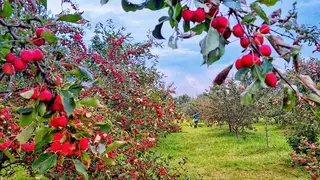 Красноярцам рассказали, какие продукты эффективно очищают организм Красноярцам рассказали, какие продукты эффективно очищают организм