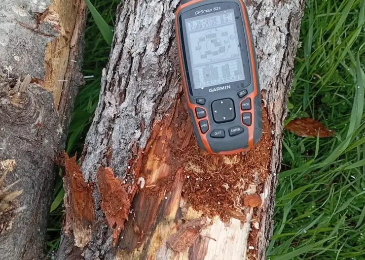 Прокуратура пресекла вывоз зараженного усачами леса из края