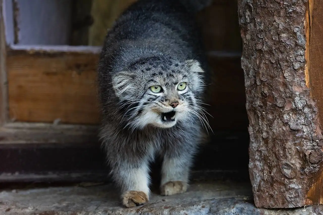 Фото: Парк «Роев ручей» Красноярск