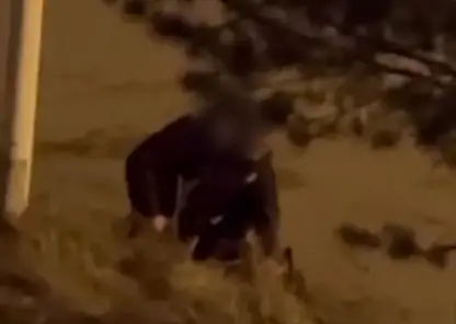 В Иркутске поругался с супругой и ударил собаку отверткой