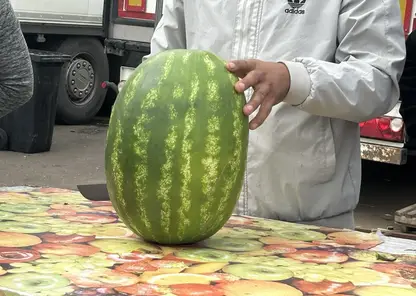 В Красноярский край завезли почти 5 тысяч тонн арбузов