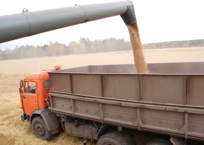 В Иркутской области выявили 1000 тонн пшеницы с вредными примесями