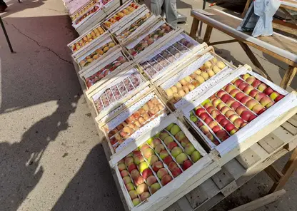 Какие фрукты лучше всего покупать в июле посоветовали красноярцам в Роспотребнадзоре