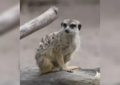 В зоопарке Новосибирска показали сурикатов, покоривших посетителей интеллектом