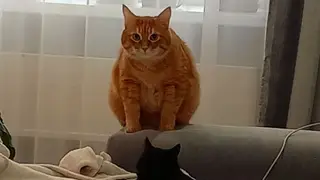 «Регистрация необходима»: Домашних животных может ждать обязательное чипирование и учет