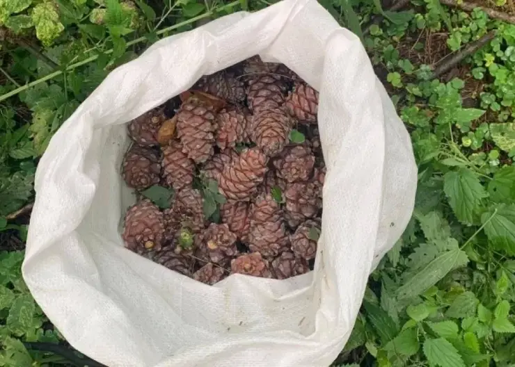 В Томской области пресекли 8 случаев незаконного сбора кедровой шишки