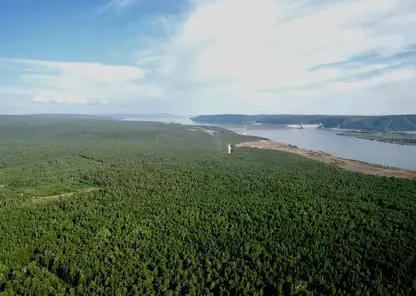 В Красноярском крае лесоклиматический проект по охране лесов помогает снизить выбросы парниковых газов