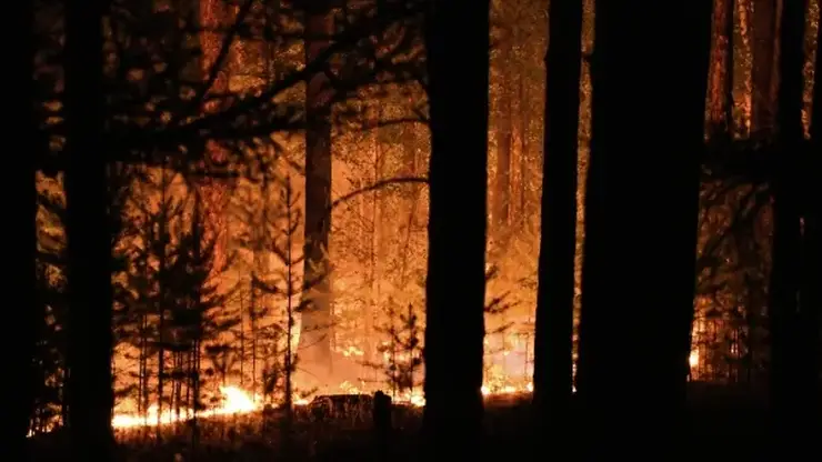 Фотоловушки выявили более 500 нарушений пожарной безопасности в лесах Забайкалья в 2026 году