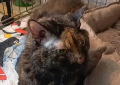 Кошку выбросили из окна многоэтажки в Норильске. Окровавленное животное забилось под машину и ждало помощи