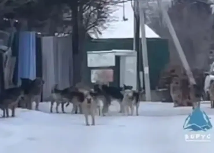 Стая собак перекрыла дорогу в садовом товариществе под Красноярском (видео)
