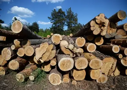 Жителя Иркутска осудили за контрабанду леса на 580 миллионов рублей