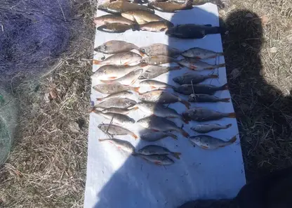 Двух браконьеров с уловом рыбы более чем на 20 килограммов задержали в Шарыповском районе