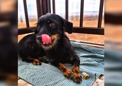 В Красноярском крае обнаружили почти 200 нелегальных веб-ветаптек