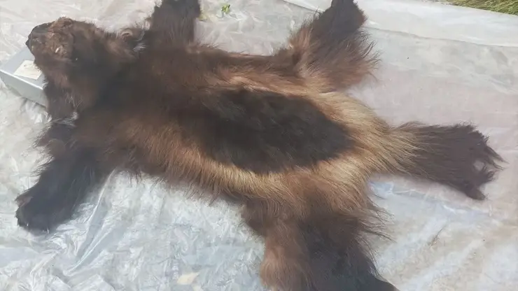 В Красноярске продают шкуру росомахи без документов