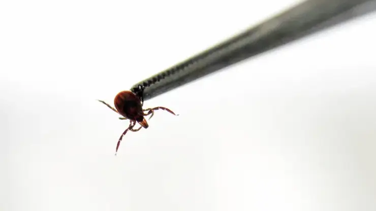 Роспотребнадзор спрогнозировал уровень активности клещей в Красноярском крае в 2026 году