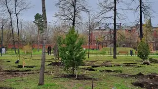 Волонтёры и активисты высадили в Центральном парке Красноярска молодые сосны